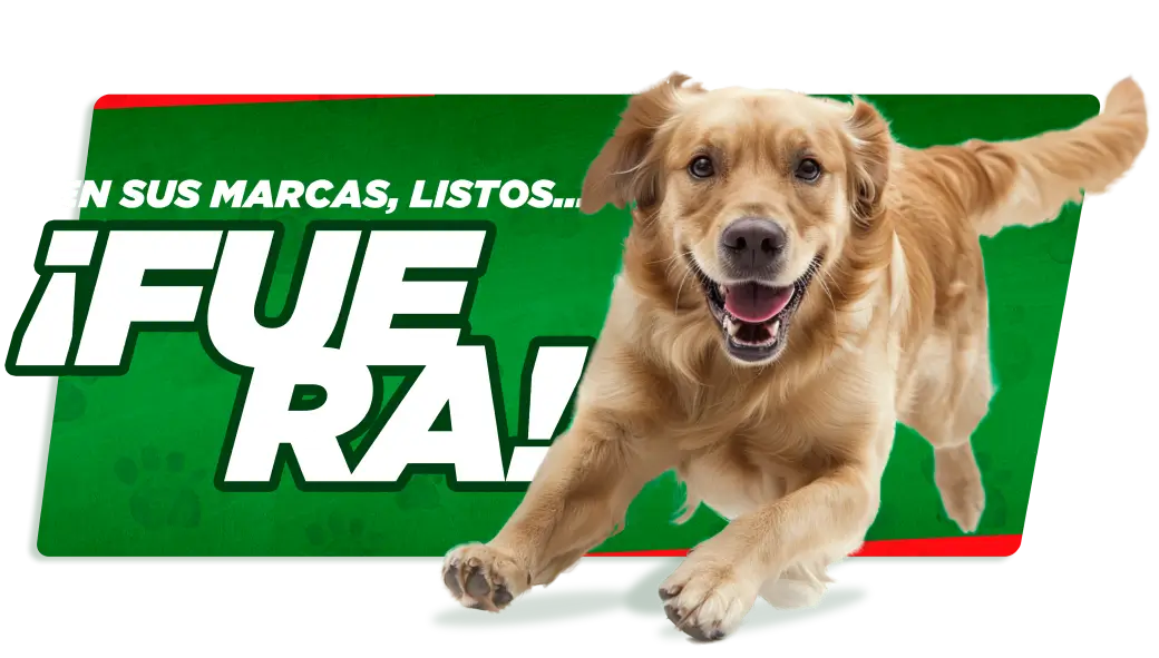 imagen perro fuera