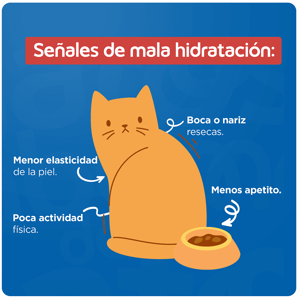 Guía de transición gradual para gatos de 6 a 12 meses