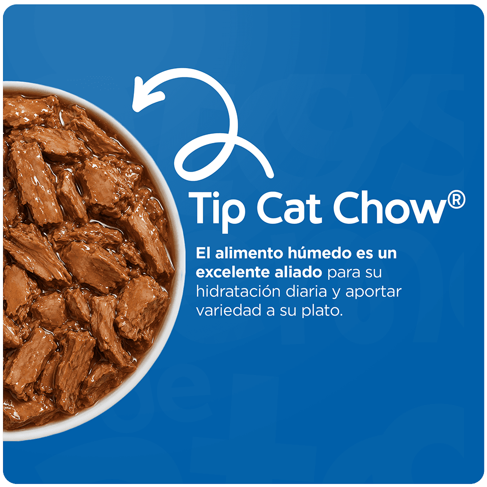 Guía de transición gradual para gatos de 6 a 12 meses
