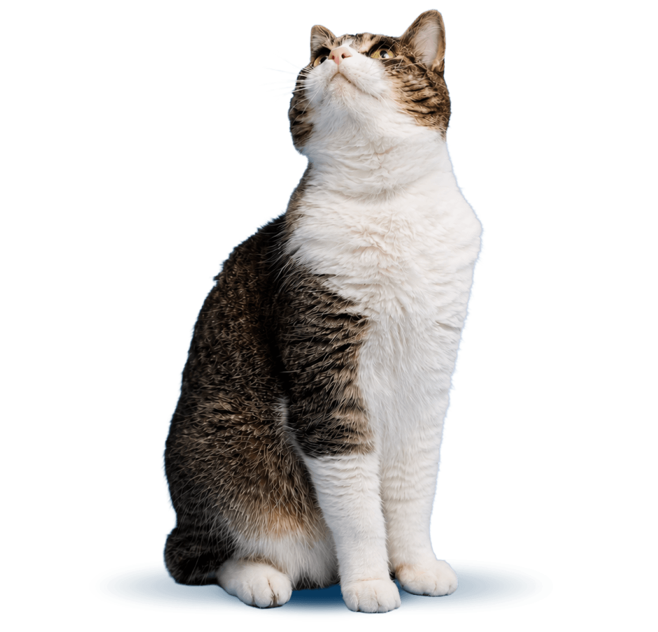 Cat Chow Purina, alimento para gatos