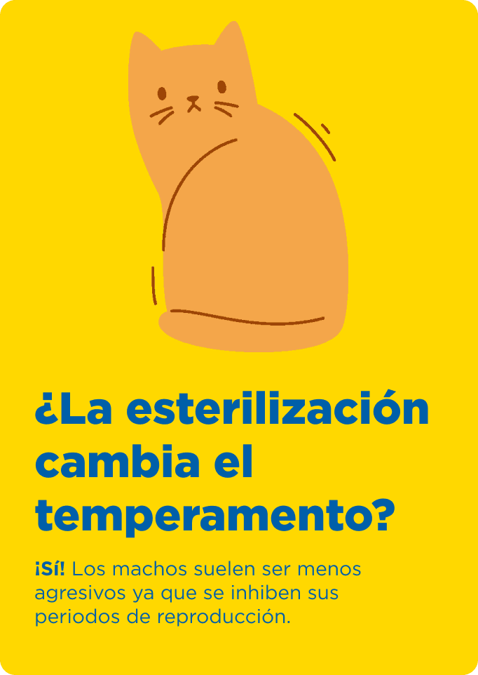 Cat Chow Purina, alimento para gatos