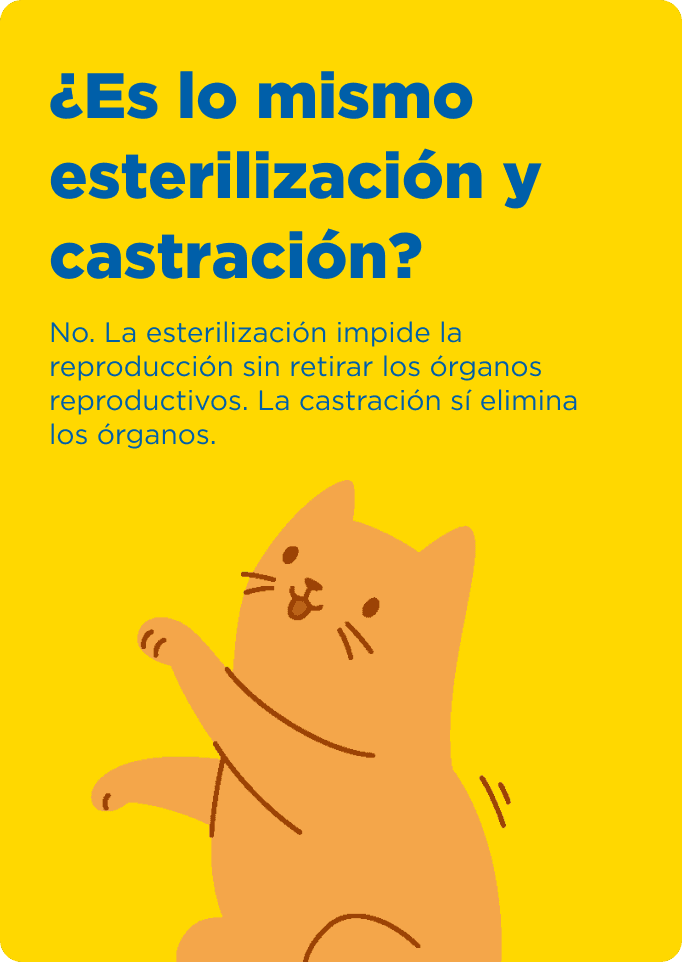 Cat Chow Purina, alimento para gatos