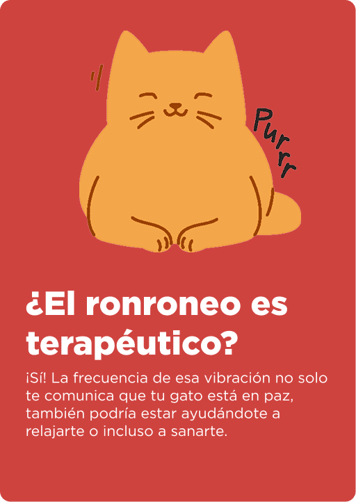 Cat Chow Purina, alimento para gatos