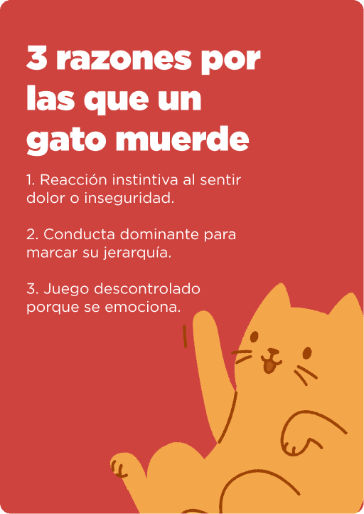 Cat Chow Purina, alimento para gatos
