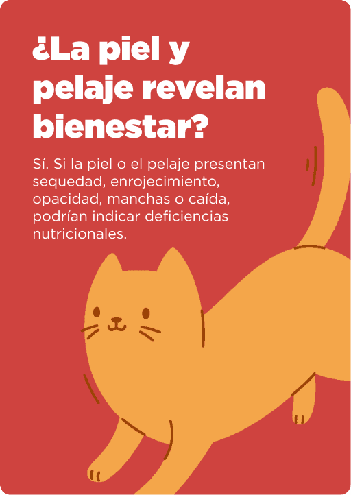 Cat Chow Purina, alimento para gatos