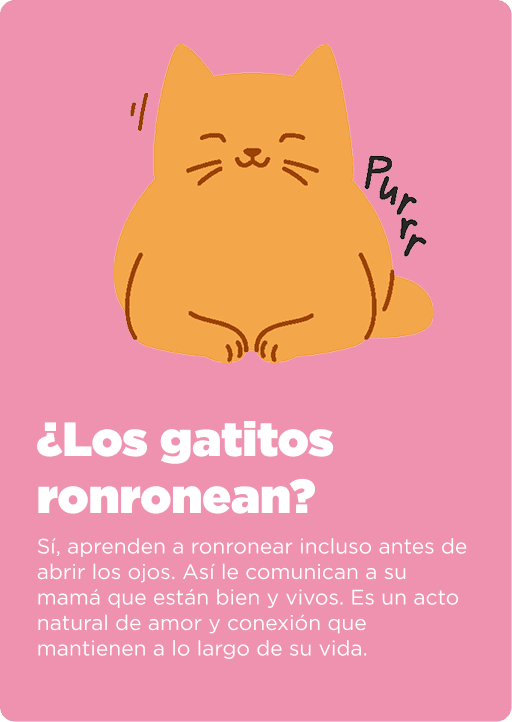 Cat Chow Purina, alimento para gatos