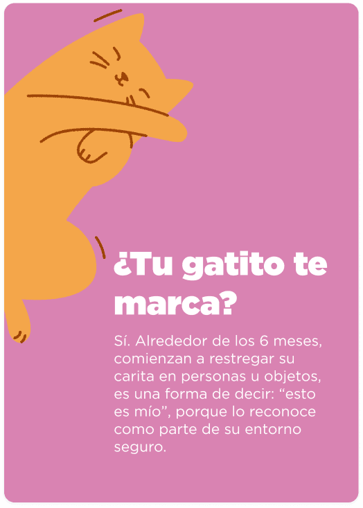 Cat Chow Purina, alimento para gatos