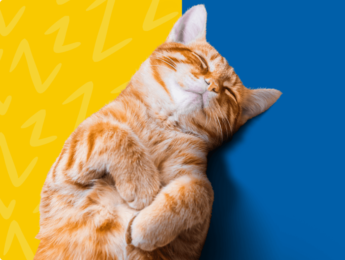 Cat Chow Purina, alimento para gatos