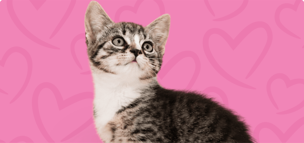 Cat Chow Purina, alimento para gatos