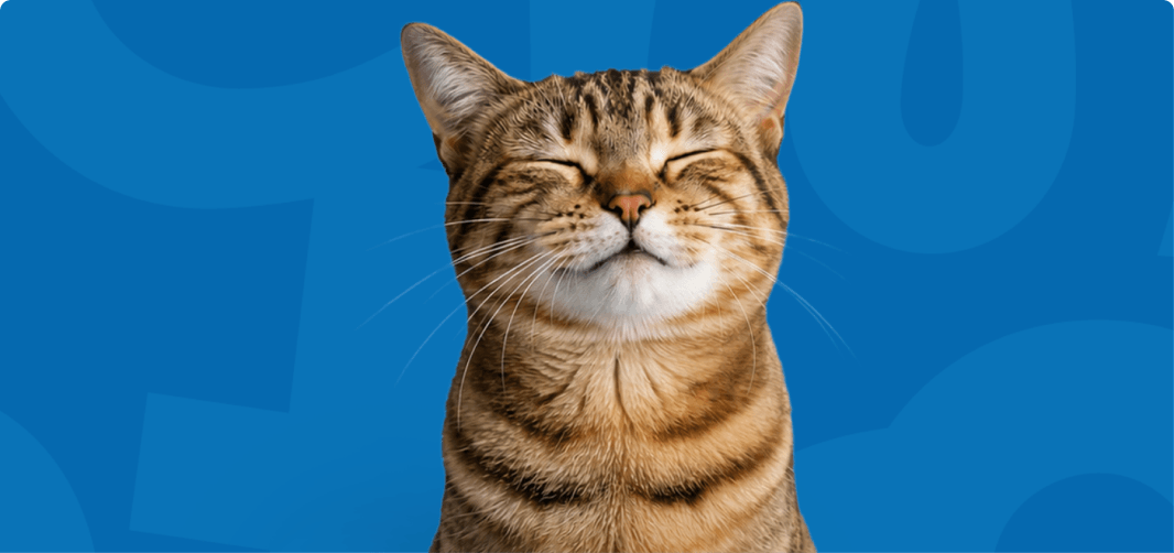 Cat Chow Purina, alimento para gatos