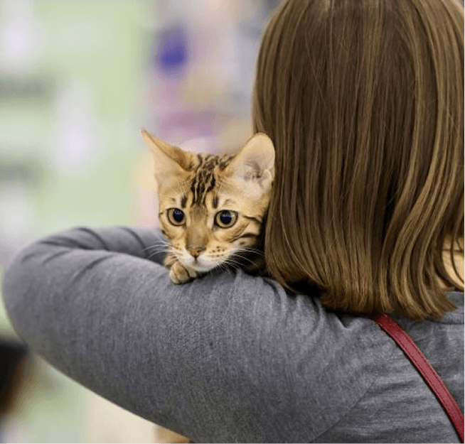 Cat Chow Purina, alimento para gatos