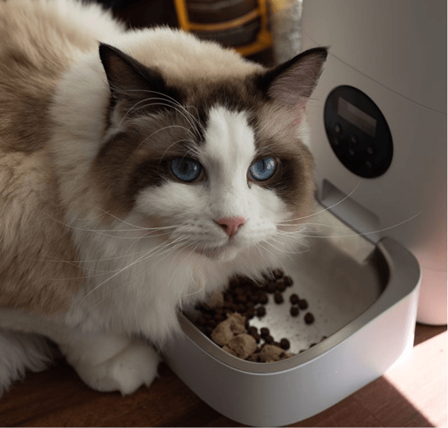 Cat Chow Purina, alimento para gatos