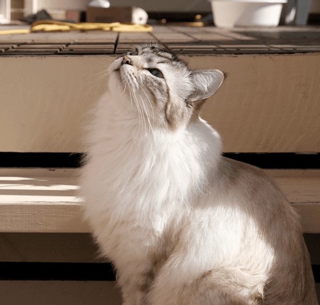 Cat Chow Purina, alimento para gatos