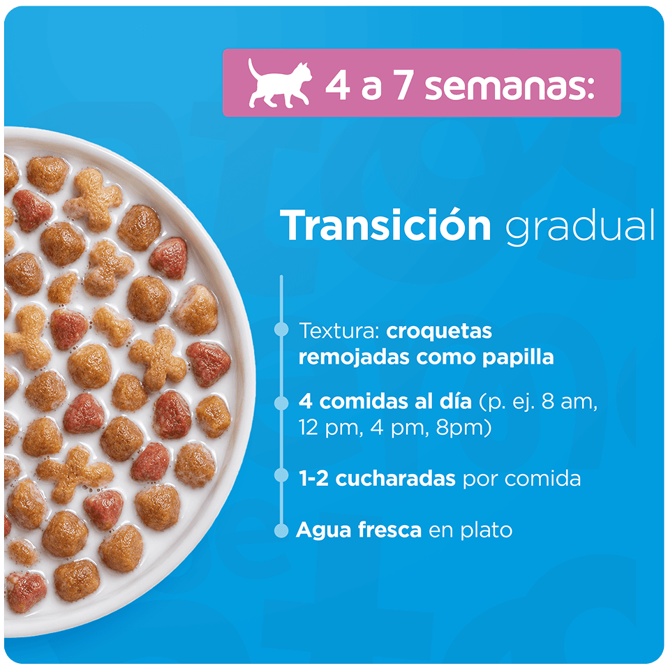 Guía de transición gradual para gatos de 6 a 12 meses