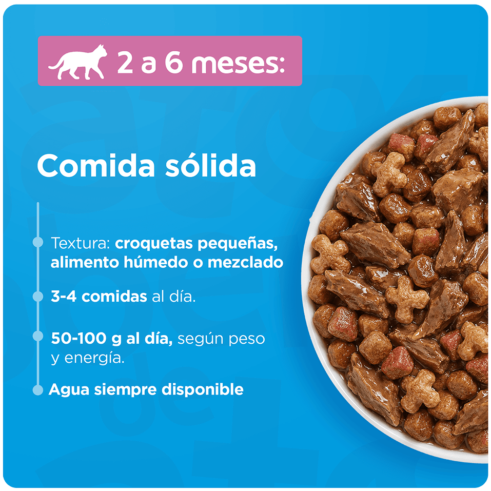 Guía de transición gradual para gatos de 6 a 12 meses