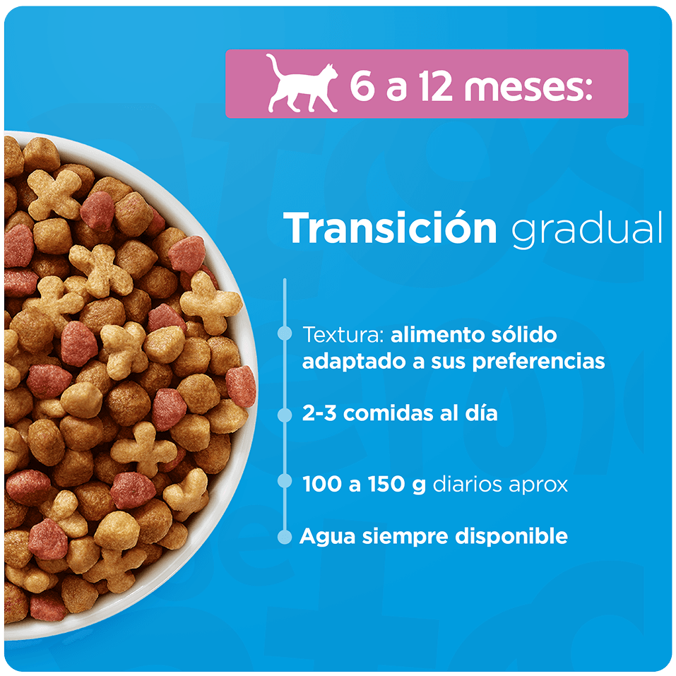 Guía de transición gradual para gatos de 6 a 12 meses