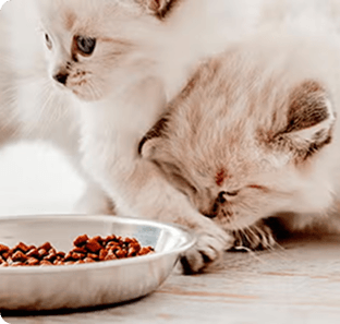 Gato comiendo de un plato amarillo