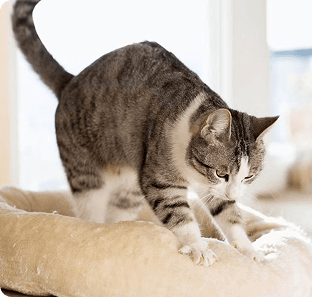 Gato caminando en casa