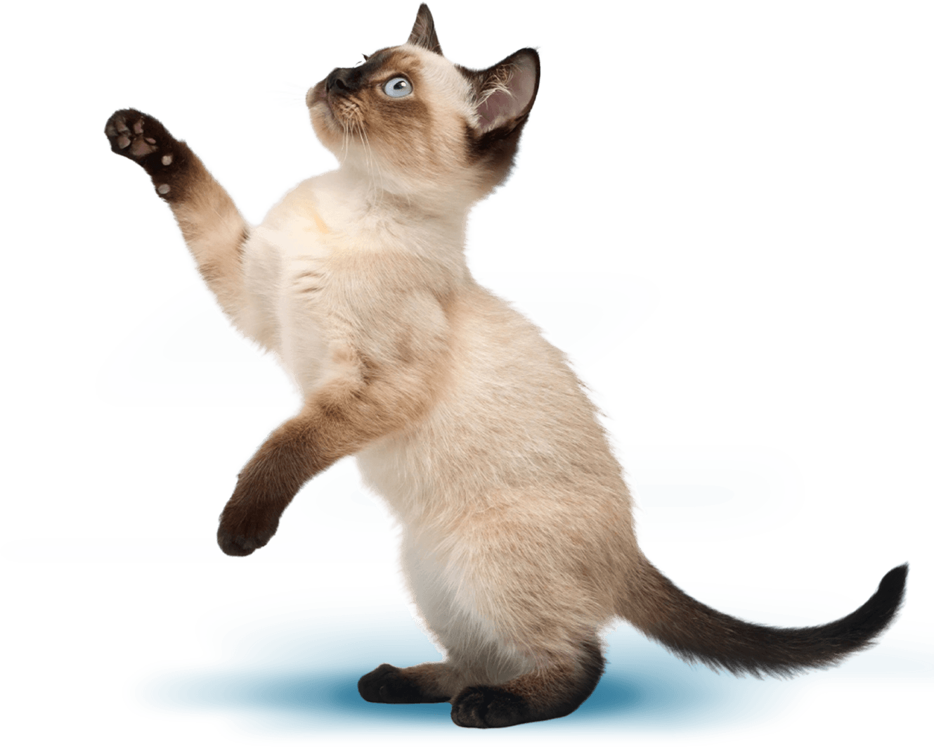 Cat Chow Purina, alimento para gatos