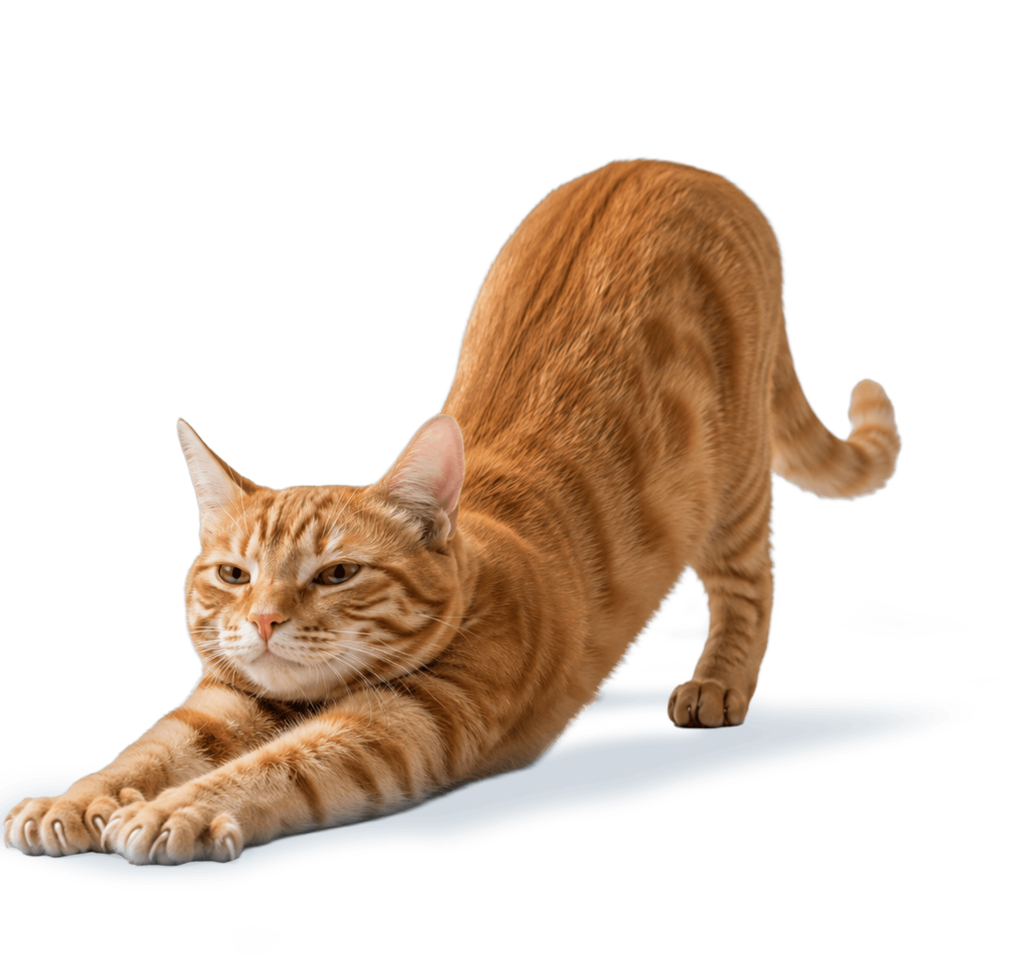 Cat Chow Purina, alimento para gatos