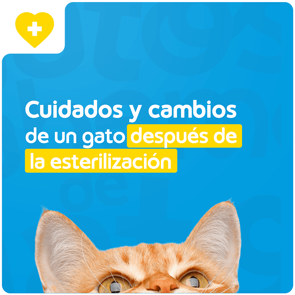 Guía de transición gradual para gatos de 6 a 12 meses