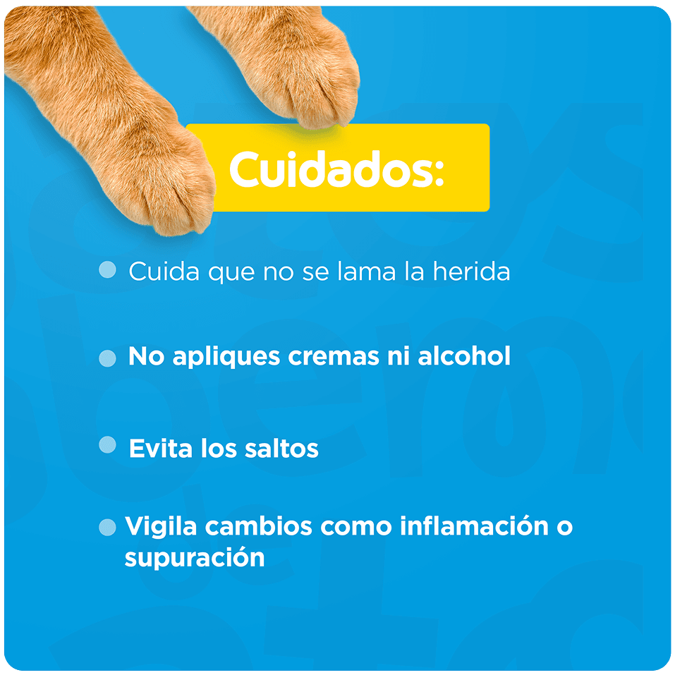 Guía de transición gradual para gatos de 6 a 12 meses