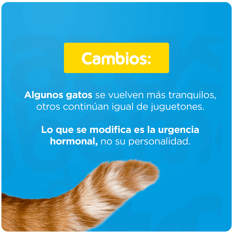 Guía de transición gradual para gatos de 6 a 12 meses
