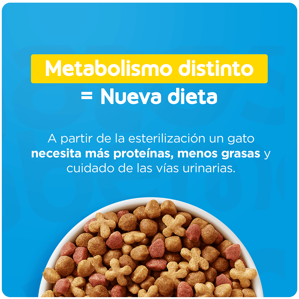 Guía de transición gradual para gatos de 6 a 12 meses