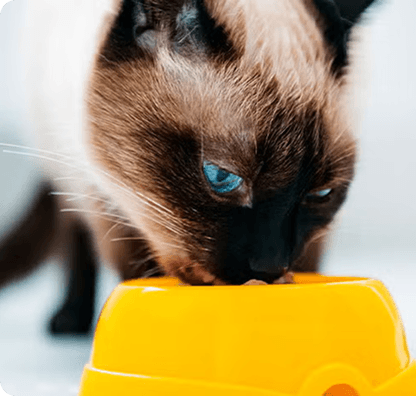 Gato comiendo de un plato amarillo