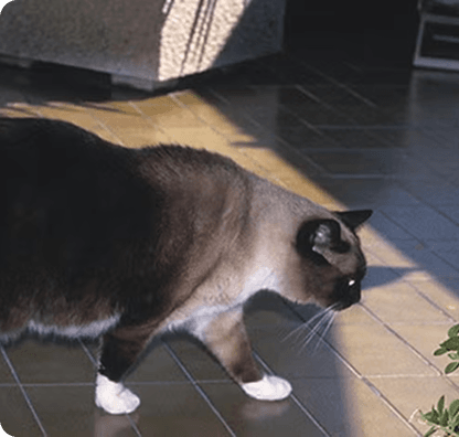Gato caminando en casa