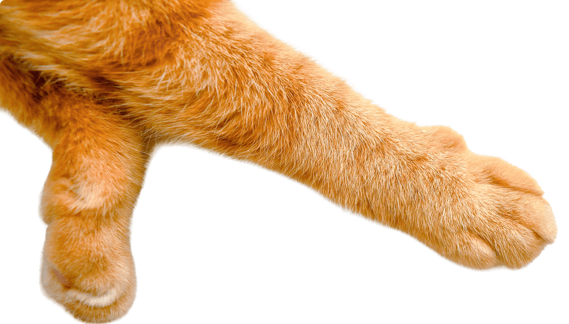 Cat Chow Purina, alimento para gatos