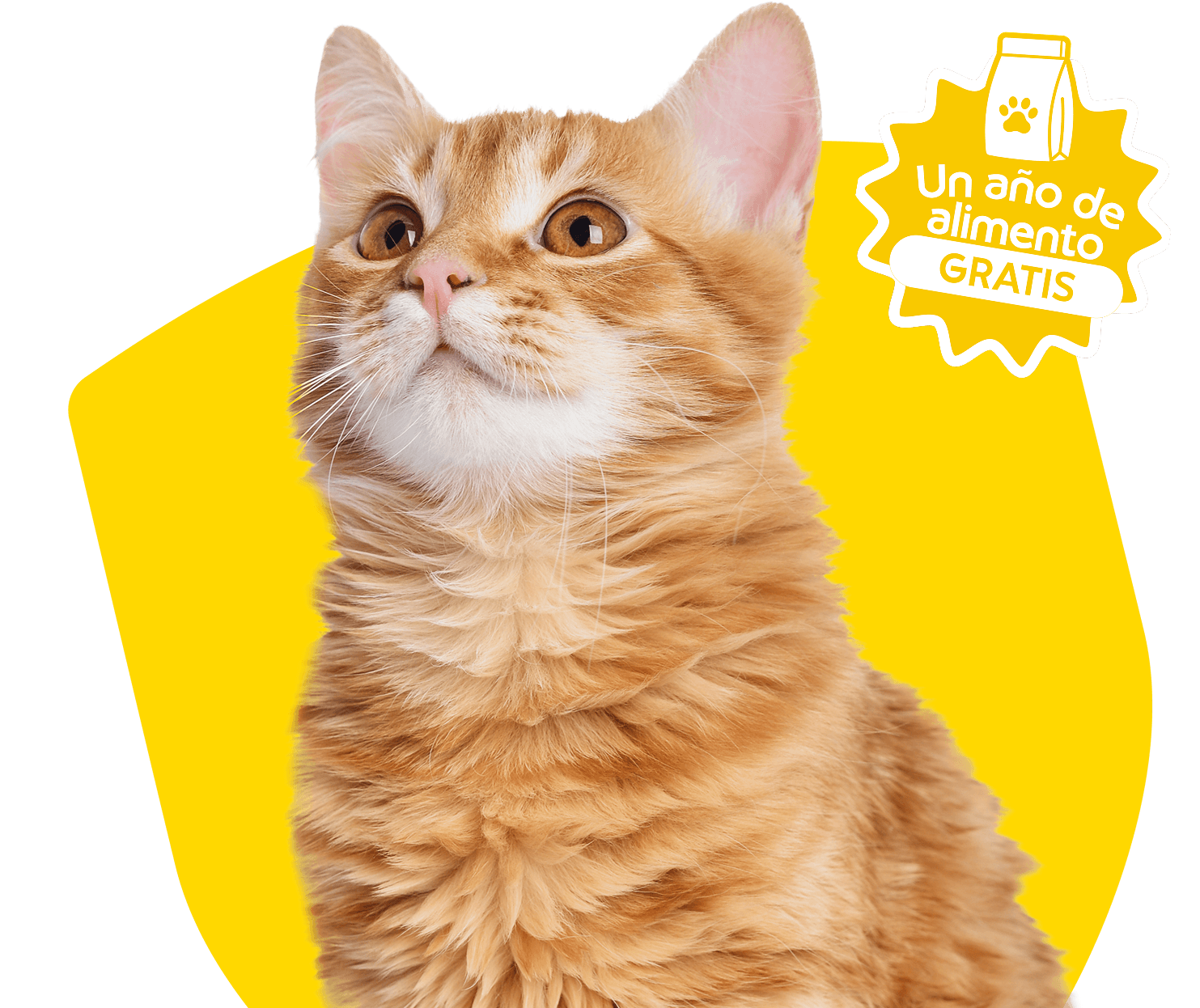 Cat Chow Purina, alimento para gatos
