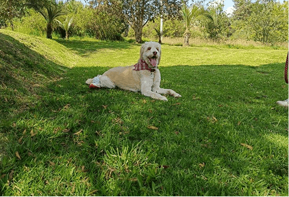 Dog Chow Purina, momentos de la experiencia
